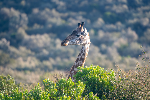 Giraffes herd in savannah