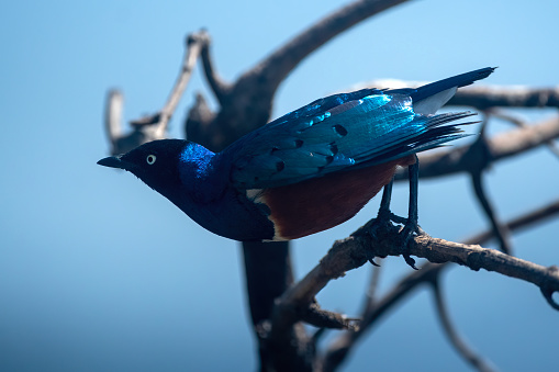 a superb starling on a branch in Nogoro-Ngoro National Park – Tanzania