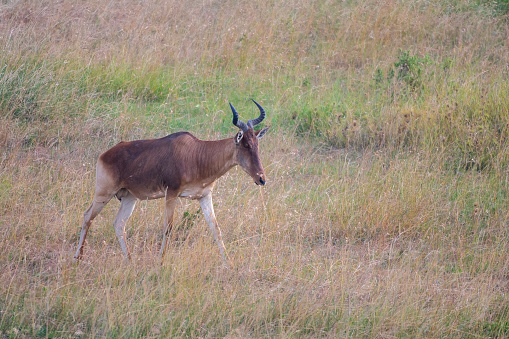 male hartebeest gazelle in the Serengeti plains - Tanzania