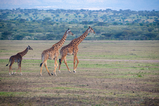 A group of giraffes with beautiful panorama of the savannah in the plains of the Masai Mara National Park – Kenya