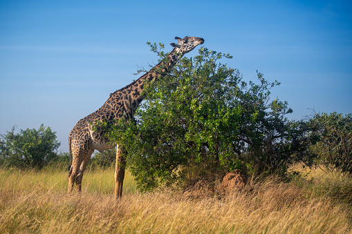 A giraffe with beautiful panorama of the savannah in the plains of the Serengeti National Park – Tanzania