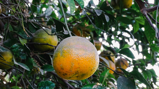 Orange fruit with leaves on a plate on a colored background, Top view. Natural orange with Salt shaker, orange sliced, Orange Farm.