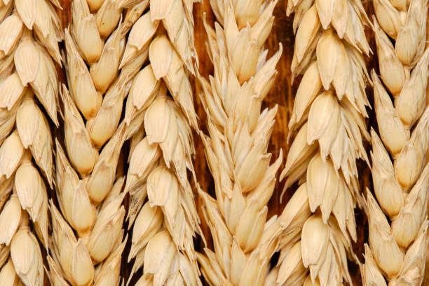 istock Background of wheat ears in closeup. 1903917299