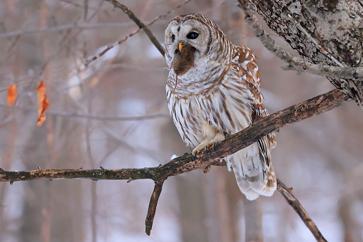 Barred Owl standing on a tree branch in the forest holding and eating his prey, Quebec, Canada