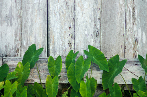 Colocasia esculenta tropical plant or taro plant