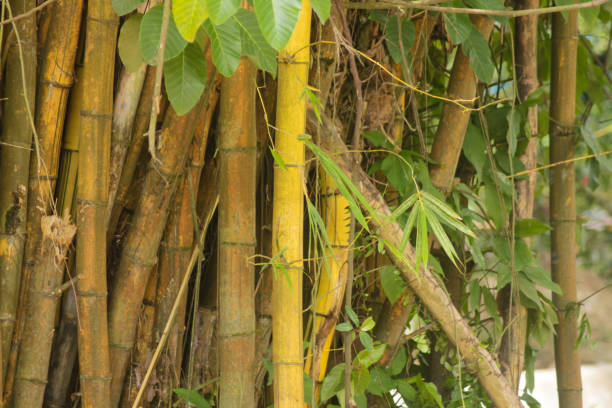 istock Yellow bamboo (Bambusa vulgaris var. striata) is a type of cultivated bamboo. 1903947654