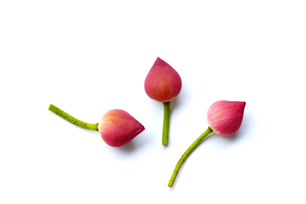 istock Lotus essential oil with lotus flowers on white. 1903949734