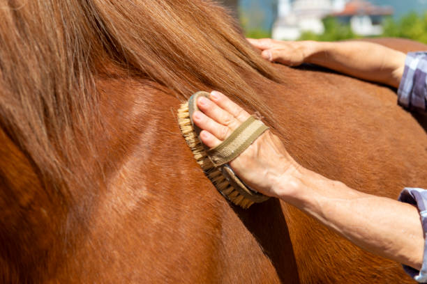 Grooming horse with a brush