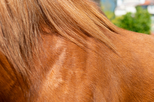 Horse shoulder and mane