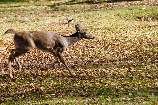 Running Deer