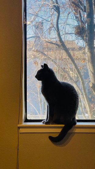 Cat on the window sit