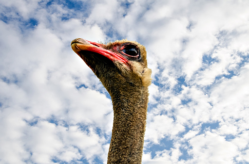 Close up of ostrich head over blue sky with white clouds