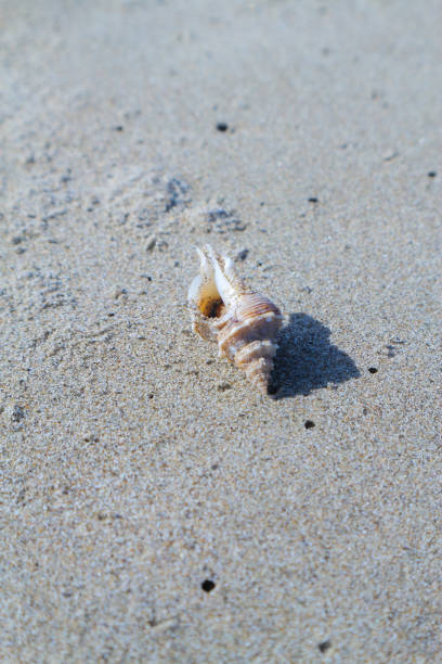 istock Close up of seashell on the beach 1903967524