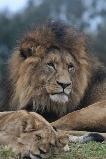 istock Male lion with cub in Werribee open range zoo 1903985707