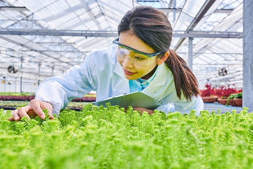 One asia female researcher examining plants seedling at greenhouse laboratory.