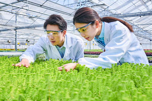 Two asia young researcher examining plants seedling at greenhouse laboratory.