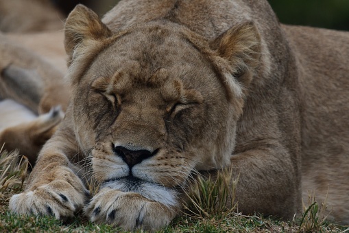 Lioness sleeping in Werribee open range zoo Victoria Australia