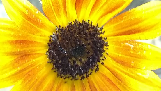 Bright Yellow Sunflower, homegrown in garden.