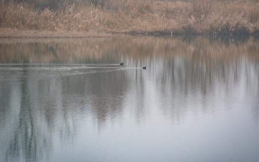 Phalacrocorax carbo on a winter lake