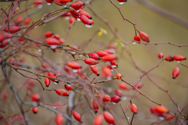 istock Rosehip bush in winter mountains 1903996655