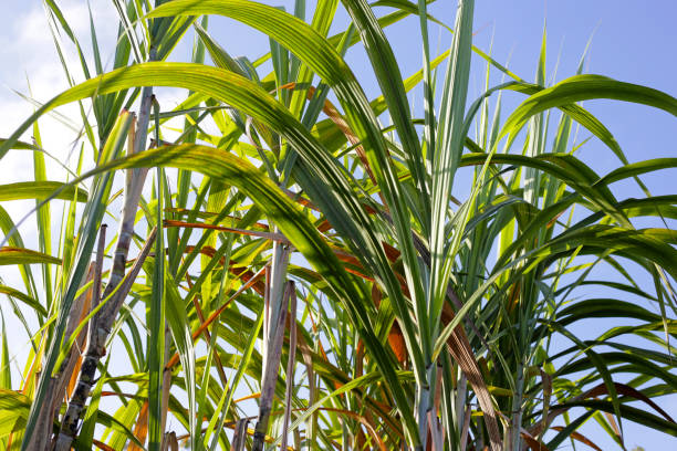 istock Sugar cane plants, sugar cane field 1904000315