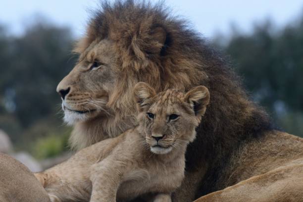 istock Male lion with cub 1904002934