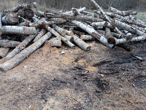 Birch logs lie in the yard haphazardly dumped in a pile for their further cutting into firewood. Harvesting firewood for heating the room in winter.