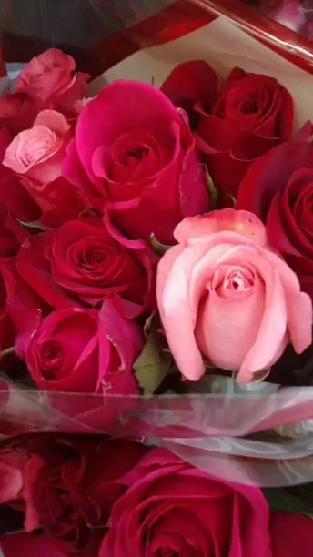 Red and Pink Roses in a bouquet.