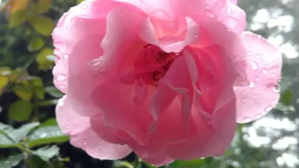 Pink Rose touched with early morning raindrops in the quiet garden.