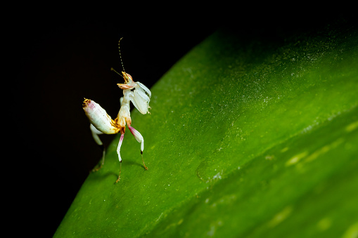 A pink orchid mantis on a leaf