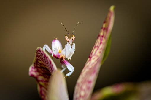 Miomantis caffra is a species of praying mantis native to southern Africa. It appeared in New Zealand in 1978, and was found more recently in Portugal and Los Angeles, USA, likely spread through the exotic pet trade.