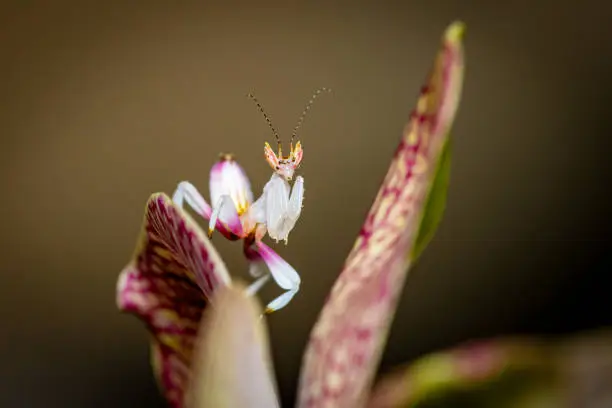 An orchid mantis on an Orchid