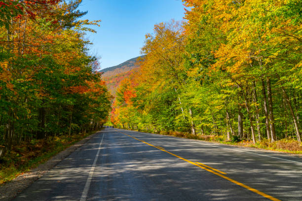 istock landscape view of autumn road in forest 1904032893