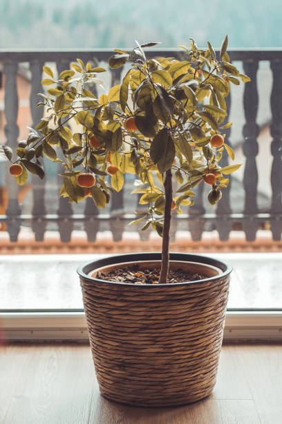 istock Small lemon tree in a room at an apartment. Planted in a wicker box, slowly growing. 1904037302