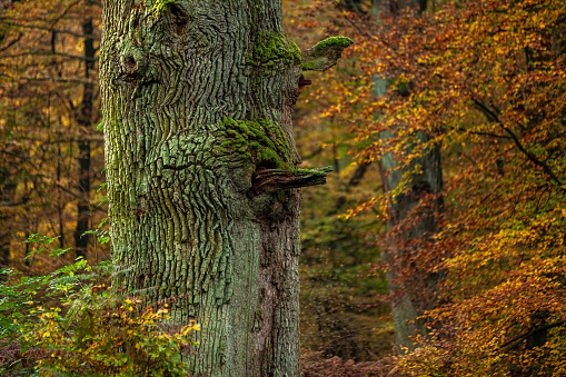 Old trees in the Reinhardswald forest in Germany