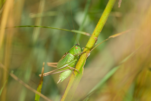 A green grasshopper (Bicolorana bicolor) sitting on a plant, sunny day in summer in Vienna (Austria)