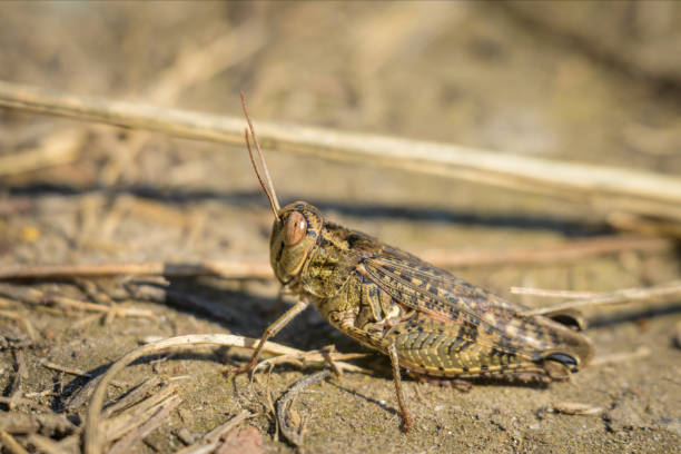 istock An Italian locust resting on the ground 1904046213