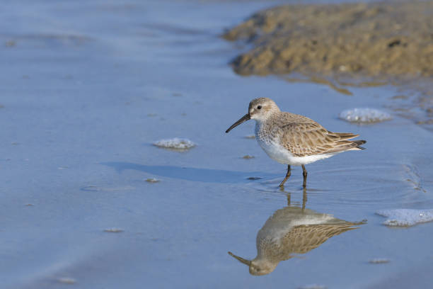 istock A Broad billed Sandpiper walking in water 1904047792