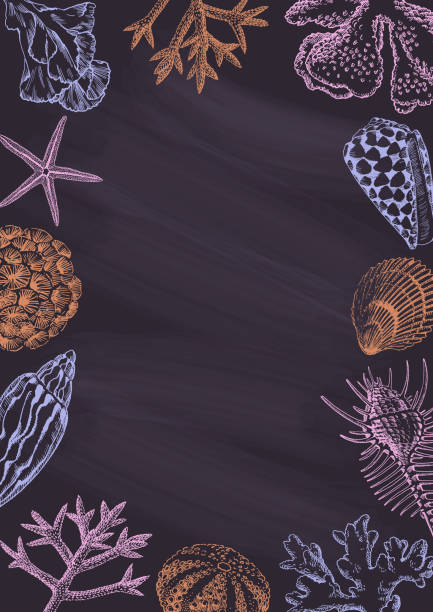 ilustrações de stock, clip art, desenhos animados e ícones de seashells black vertical chalkborad banner - etching starfish engraving engraved image