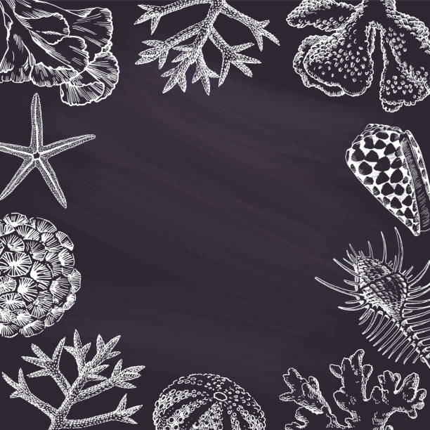 ilustrações de stock, clip art, desenhos animados e ícones de seashells black square chalkborad banner - etching starfish engraving engraved image