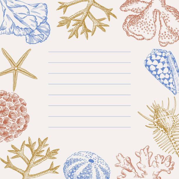 ilustrações de stock, clip art, desenhos animados e ícones de seashells note sheets template square - etching starfish engraving engraved image