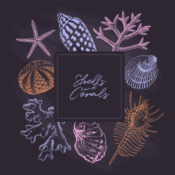 ilustrações de stock, clip art, desenhos animados e ícones de seashells pastel chalkboard square banner - etching starfish engraving engraved image