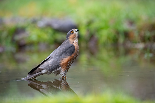 male sparrowhawk in the water