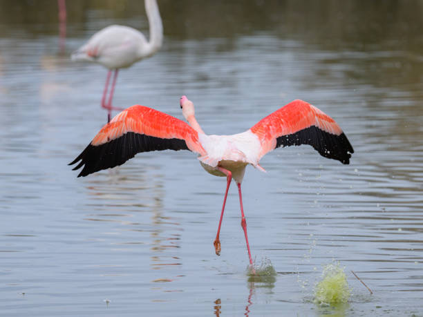 istock A Greater Flamingo running for take off 1904048846