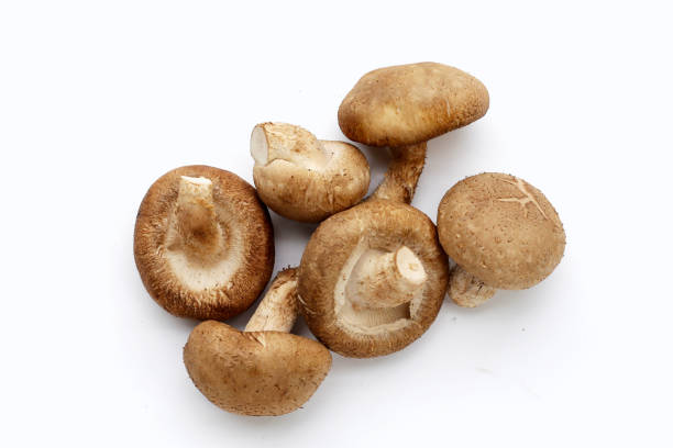istock Fresh shiitake mushrooms on white background. 1904056659
