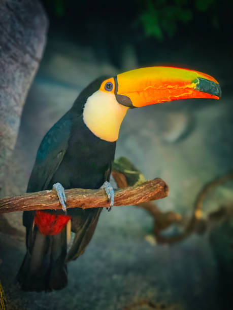 istock Colorful cute Toucan tropical bird 1904082369