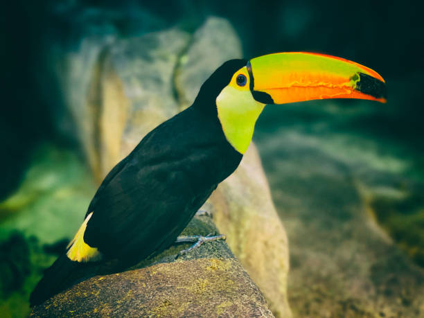 Colorful cute Toucan tropical bird