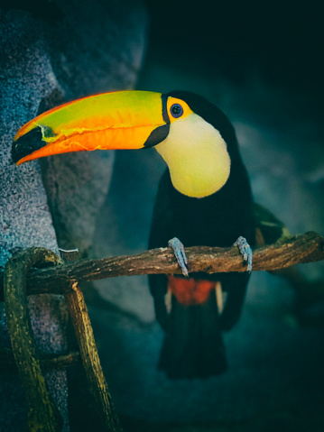 Colorful cute Toucan tropical bird