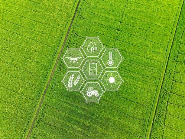 istock Smart agriculture with modern technology for sustainable practices. Rice farm. Smart farming concept. Sustainable agriculture. Precision agriculture. Climate monitoring. Farm management system. 1904084976