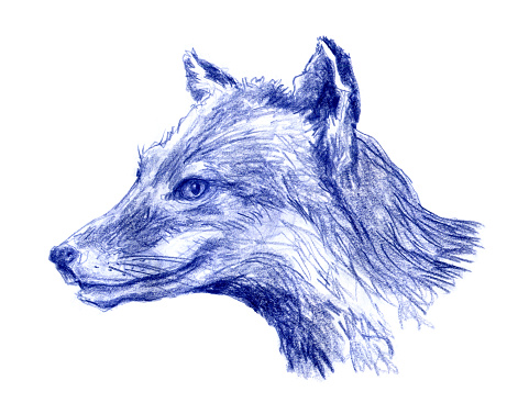 Vulpes vulpes Red Fox Mammal Drawing. Colored Pencil Drawing.